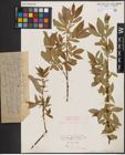 Foto von Salix daphnoides Vill. x Salix repens L.